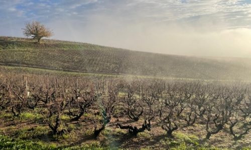 Domaine Cheveau Bottom