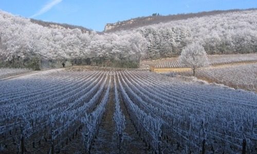 Domaine Harmand-Geoffroy Bottom