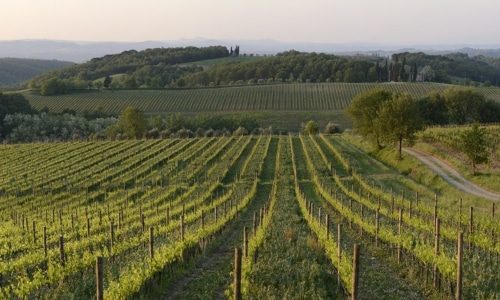Felsina Bottom