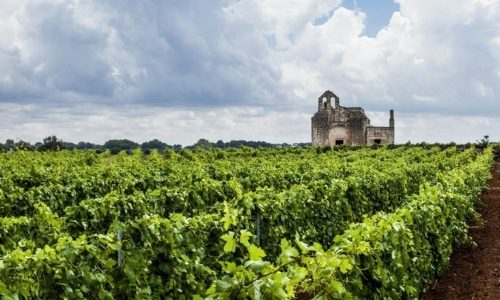 Produttori Vini Manduria Bottom