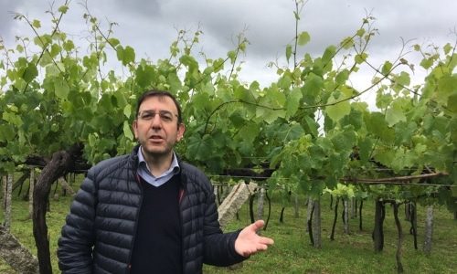 Quinta do Estranxeiro Bottom