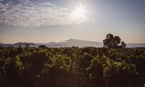 Raymond Usseglio Bottom